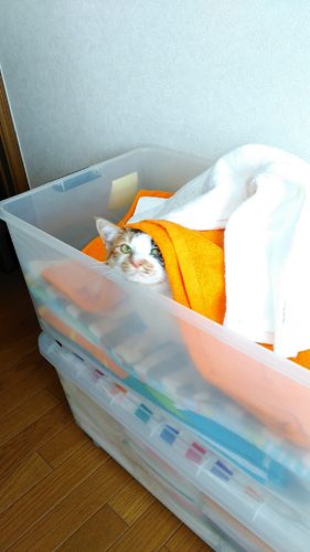 7日のチッチとこぶち♪