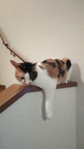 9日のチッチとこぶち♪