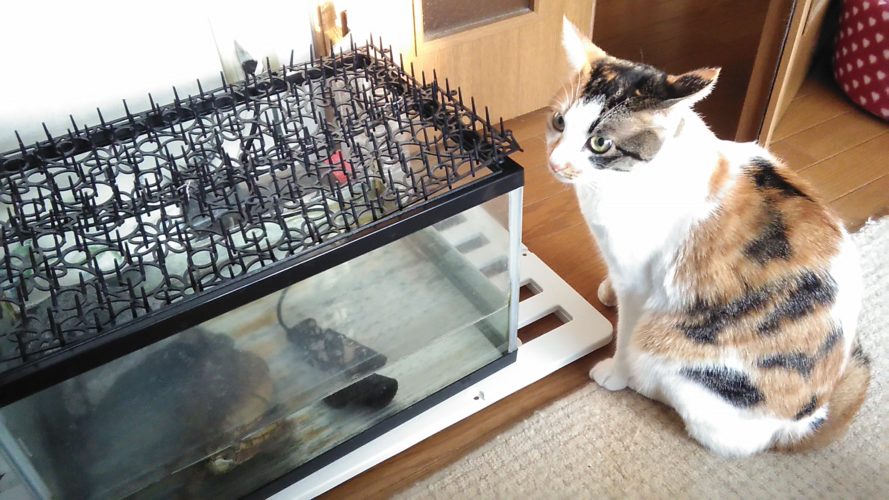 10日のチッチとこぶち♪