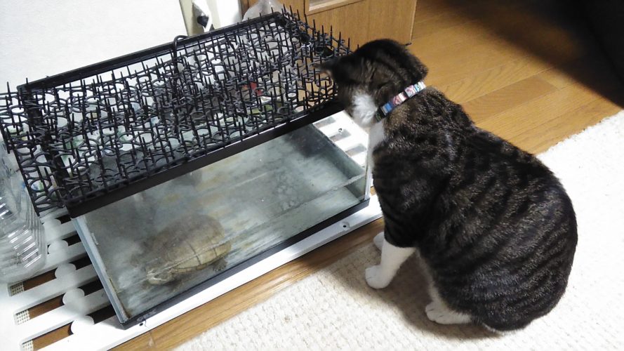 15日のチッチとこぶち♪