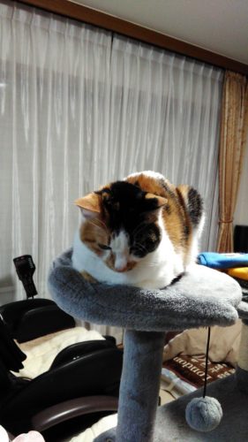 17日のチッチとこぶち♪