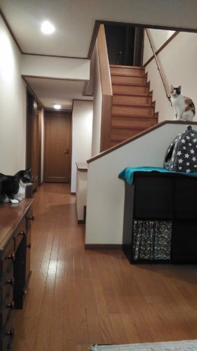 1日のチッチとこぶち♪