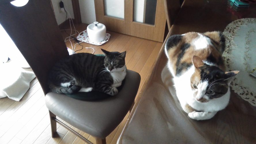 2日のチッチとこぶち♪