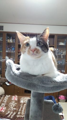 3日のチッチとこぶち♪