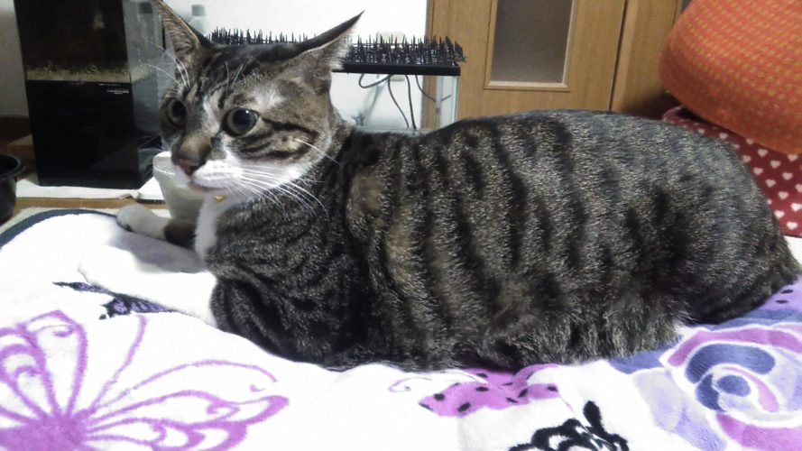 6日のチッチとこぶち♪