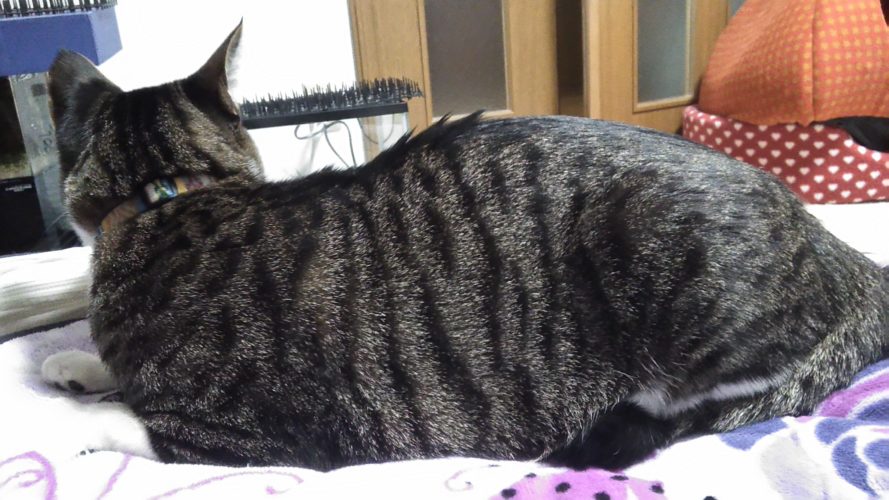 9日のチッチとこぶち♪