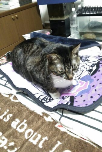 14日のチッチとこぶち♪