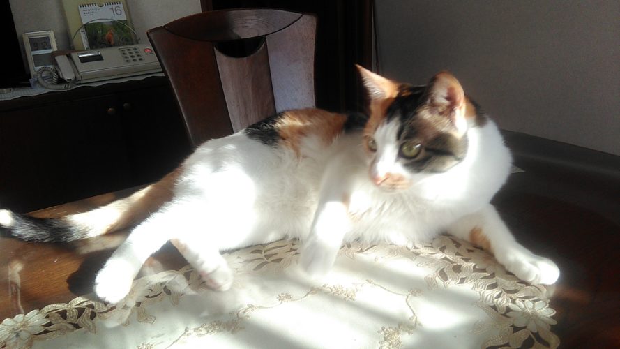 17日のチッチとこぶち