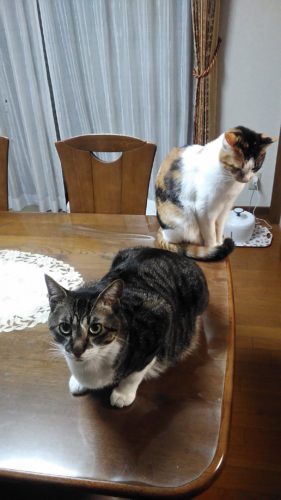 22日のチッチとこぶち♪