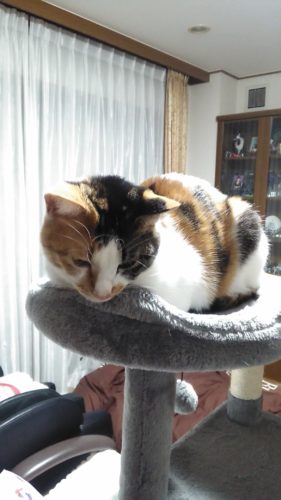 24日のチッチとこぶち♪