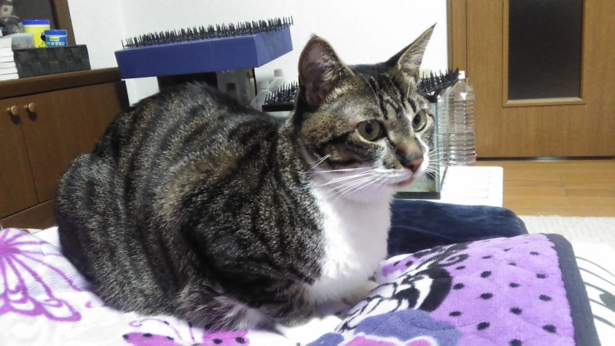 26日のチッチとこぶち♪