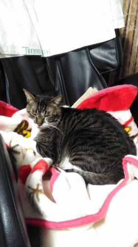 1日のチッチとこぶち♪