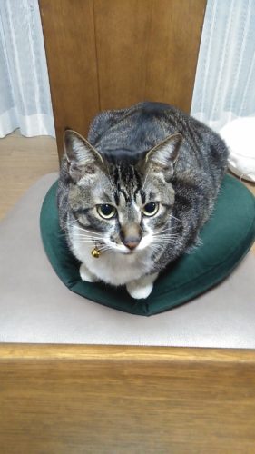 2日のチッチとこぶち♪