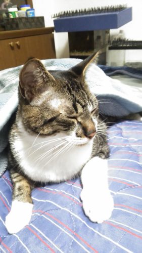 7日のチッチとこぶち♪