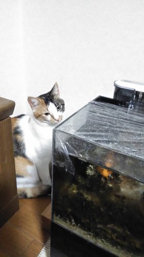 11日のチッチとこぶち♪