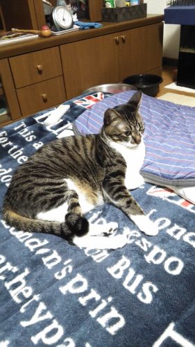 17日のチッチとこぶち♪