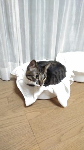 19日のチッチとこぶち♪