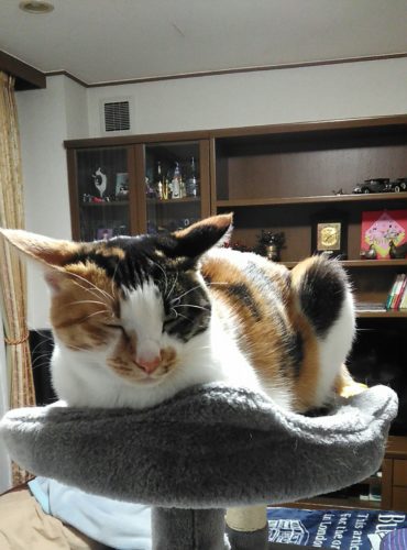 6日のチッチとこぶち♪