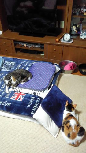 16日のチッチとこぶち♪