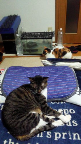 19日のチッチとこぶち♪