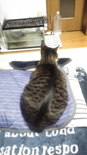 23日のチッチとこぶち♪