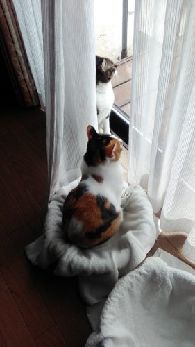 24日のチッチとこぶち♪