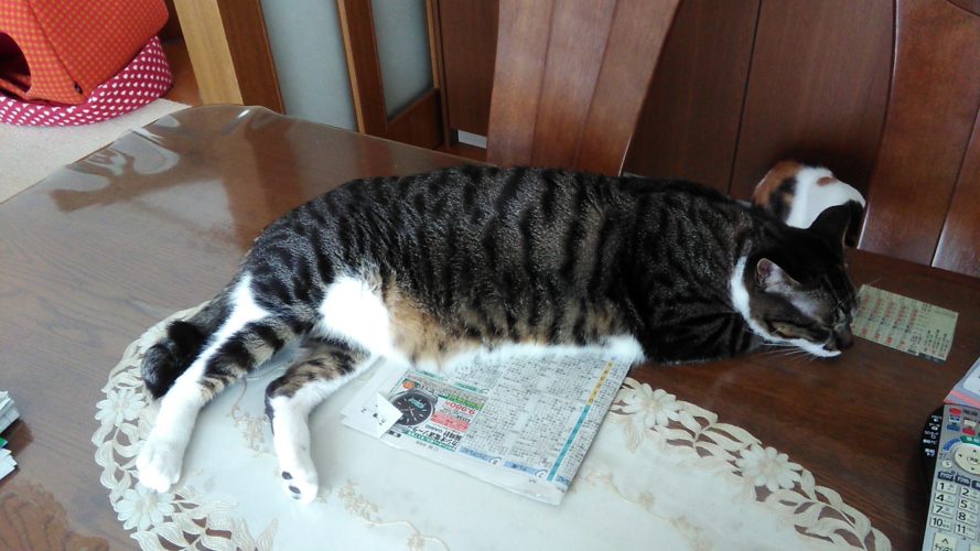 8日のチッチとこぶち♪