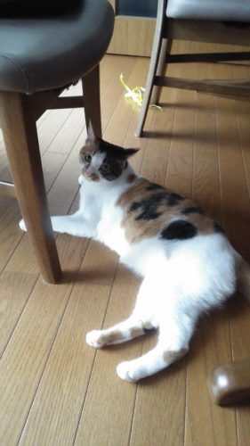 9日のチッチとこぶち♪