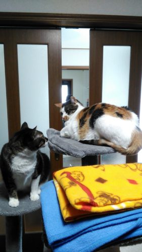 10日のチッチとこぶち♪