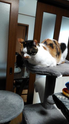 14日のチッチとこぶち♪