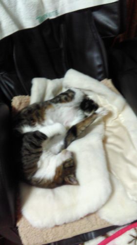 17日のチッチとこぶち♪