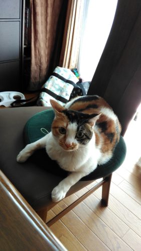 26日のチッチとこぶち♪