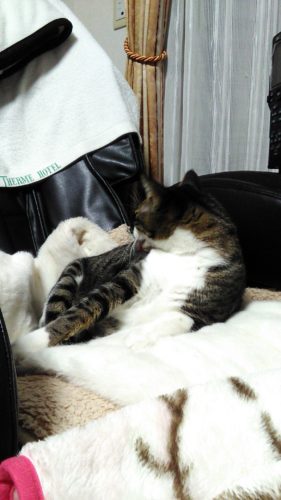 2日のチッチとこぶち♪