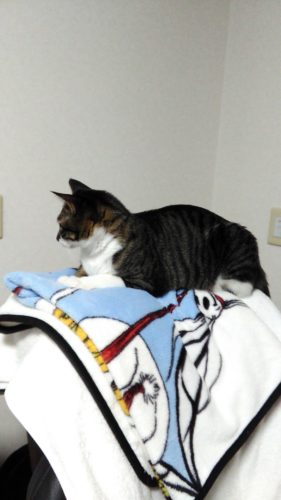 3日のチッチとこぶち♪