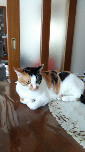 4日のチッチとこぶち♪