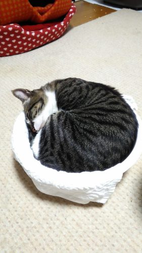 5日のチッチとこぶち♪