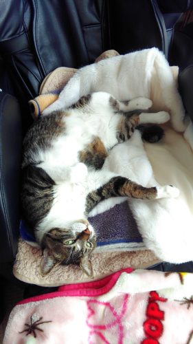 6日のチッチとこぶち♪