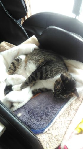 12日のチッチとこぶち（1歳7ヶ月）♪