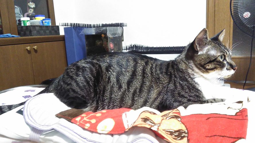 18日のチッチとこぶち♪