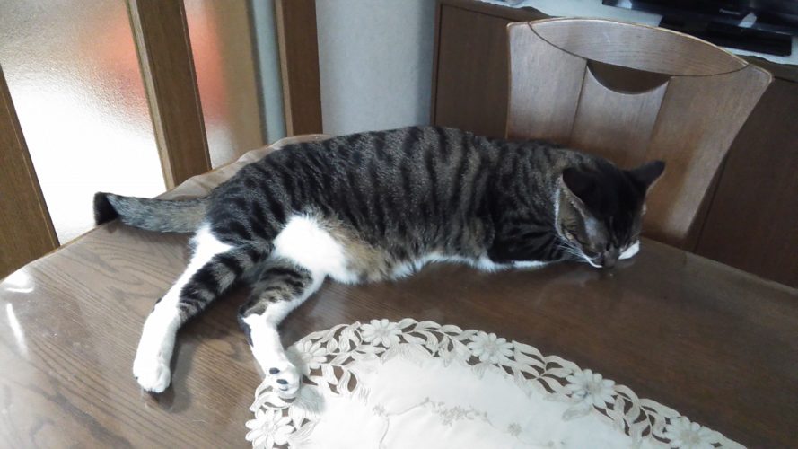 1日のチッチとこぶち♪