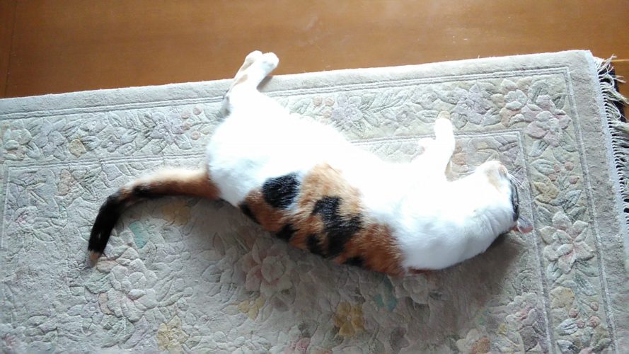 2日のチッチとこぶち♪