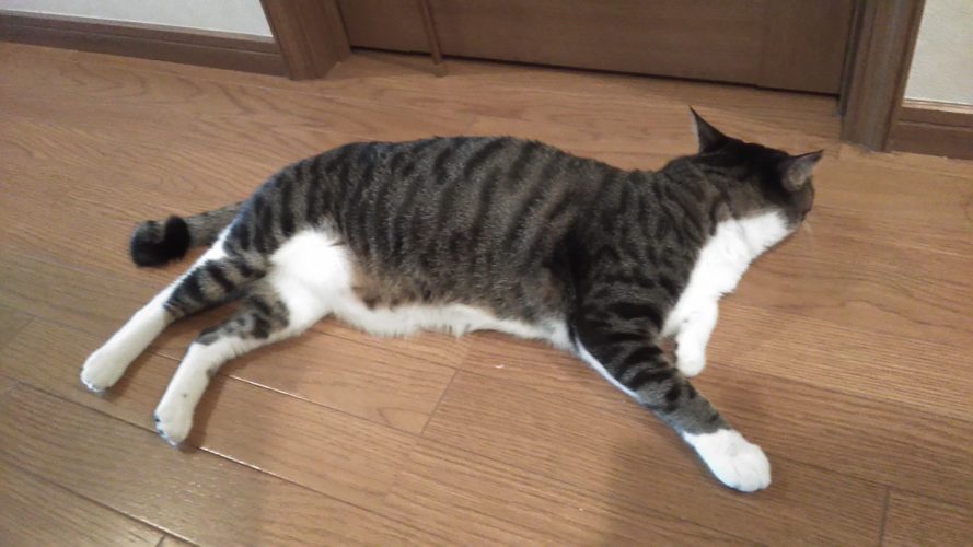 5日のチッチとこぶち♪