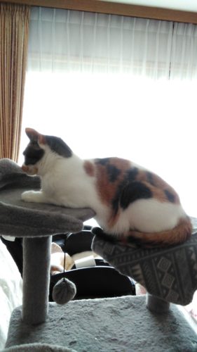 6日のチッチとこぶち♪