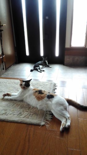 9日のチッチとこぶち♪