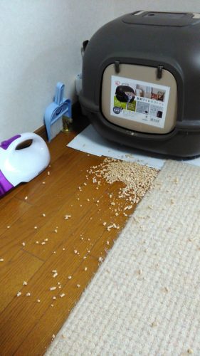 17日のチッチとこぶち♪