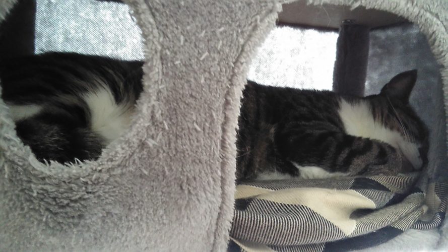 20日のチッチとこぶち♪