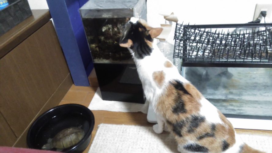 21日のチッチとこぶち♪