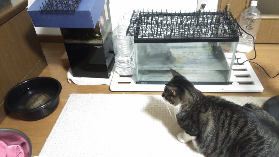 23日のチッチとこぶち♪