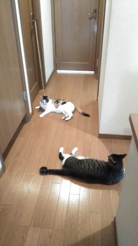 24日のチッチとこぶち♪