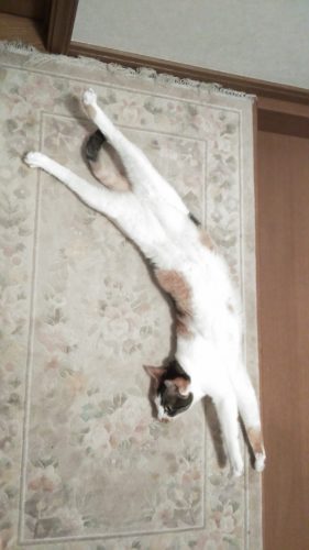 25日のチッチとこぶち（写真追加）♪